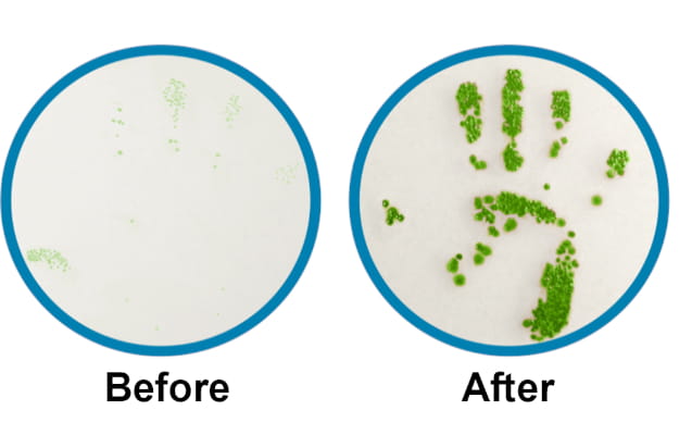 handprints after handwashing with bulk soap